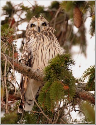 Short Eared Owl Perched 49