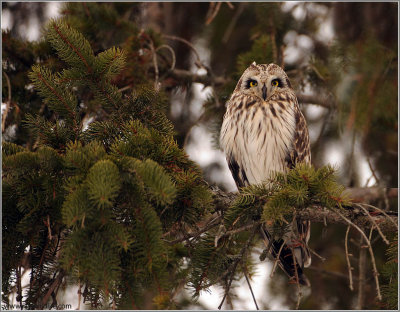 Short-eared Owl Hunting 50
