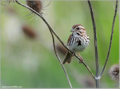 Song Sparrow