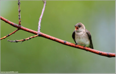 Northern Rough-winged Swallow  (c)