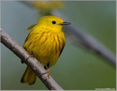 Yellow Warbler 23