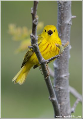 Yellow Warbler 26