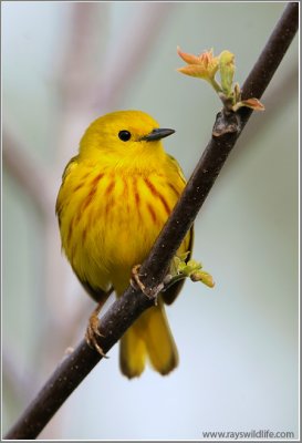 Yellow Warbler 28
