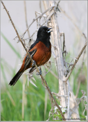 Orchard Oriole 2