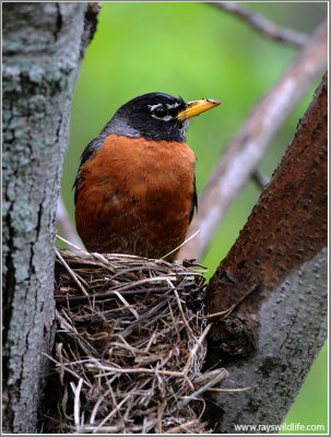 American Robin 15