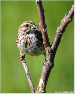 Song Sparrow