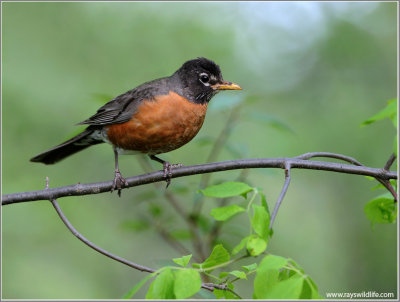 American Robin 19