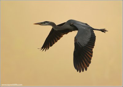 Great blue Heron in Flight