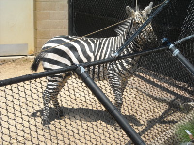 Zebra singing It isn't easy being......