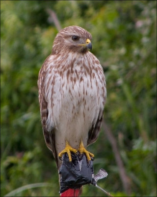 Red-shouldered-Hawk.jpg