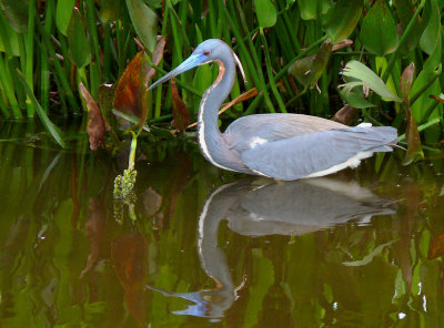 Little Blue Breeding Plumage.jpg