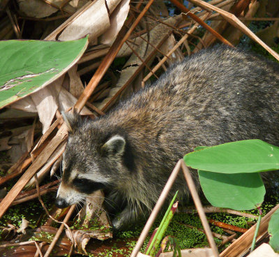 Racoon in the Wetlands.jpg