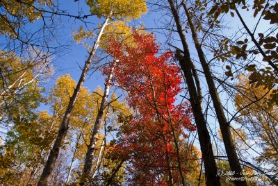 Couleurs d'automne