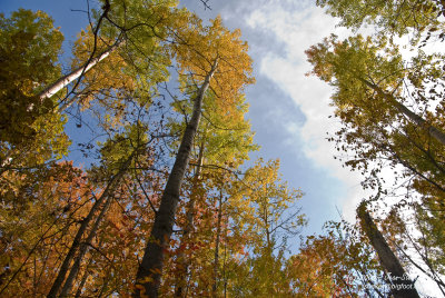 Un ciel bleu au travers des couleurs d'automne