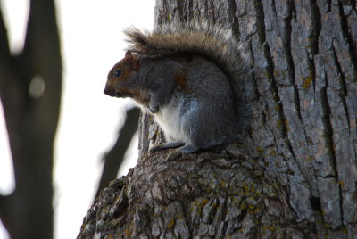M. Squirrel