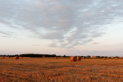 moisson