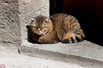 grosse fatigue
