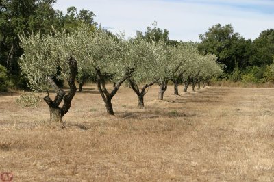 champ d'olivier