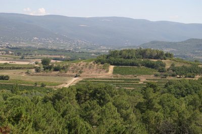 vue sur vigne