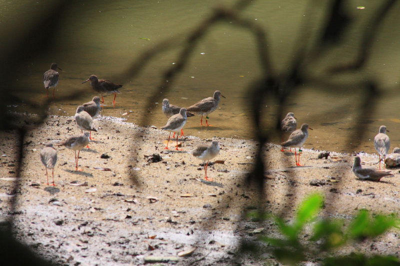 Common Redshanks