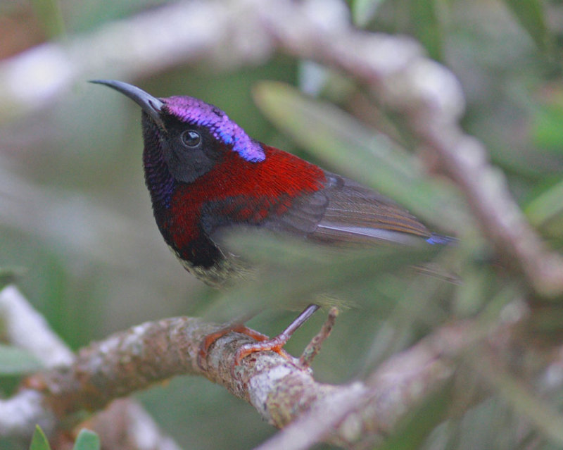 Black-throated Sunbird