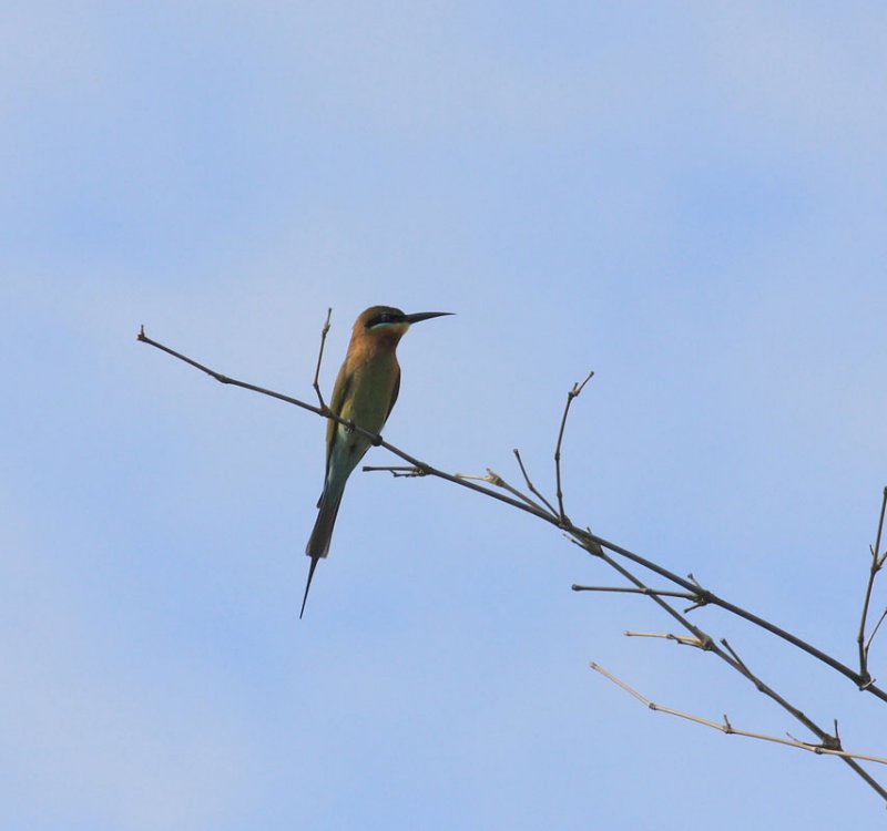 Blue-tailed Bee-eater