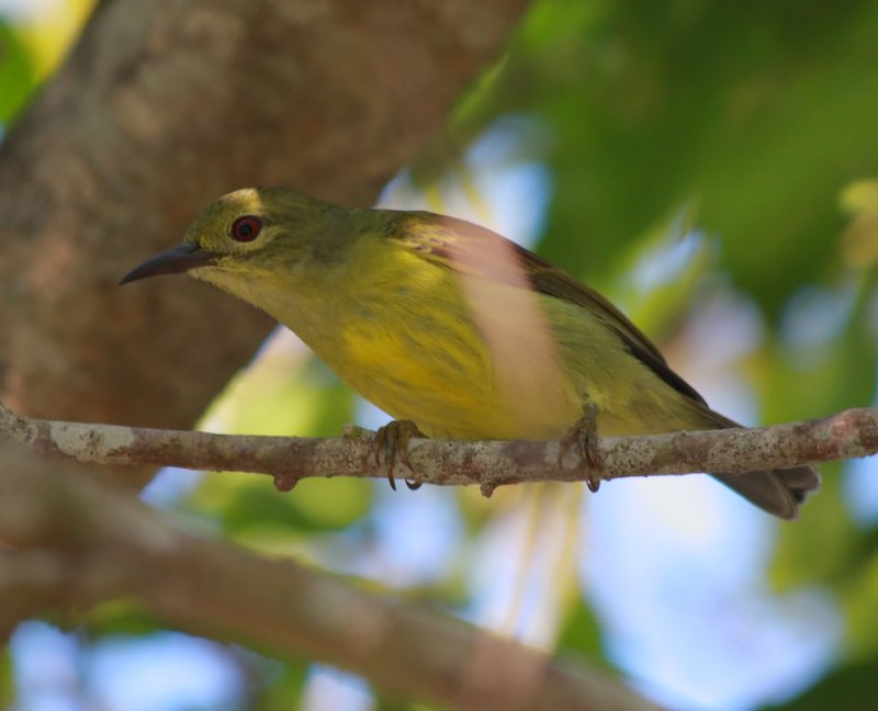 Brown-throated Sunbird Female