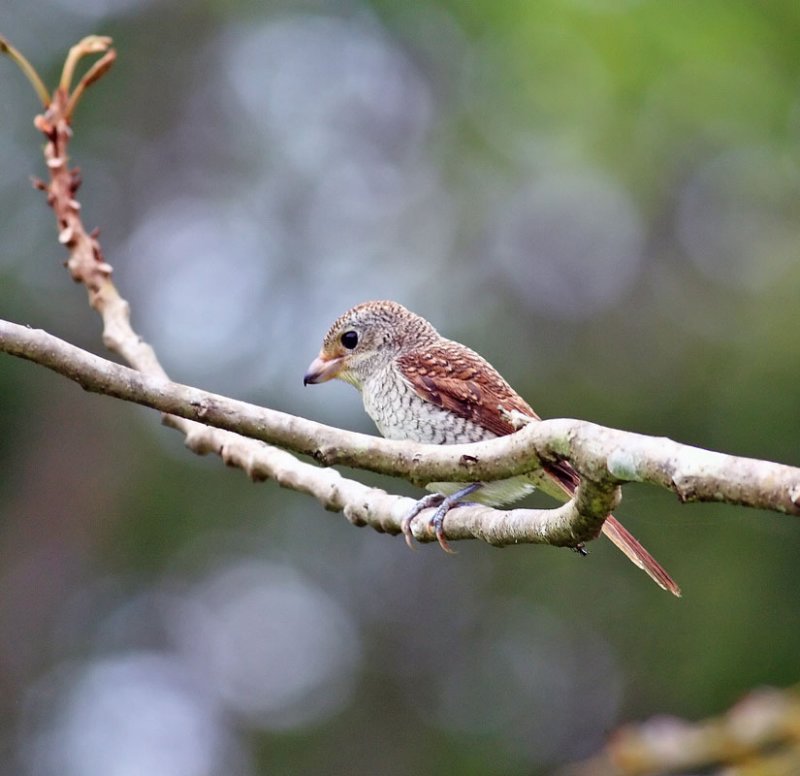 Tiger Shrike Juvenile