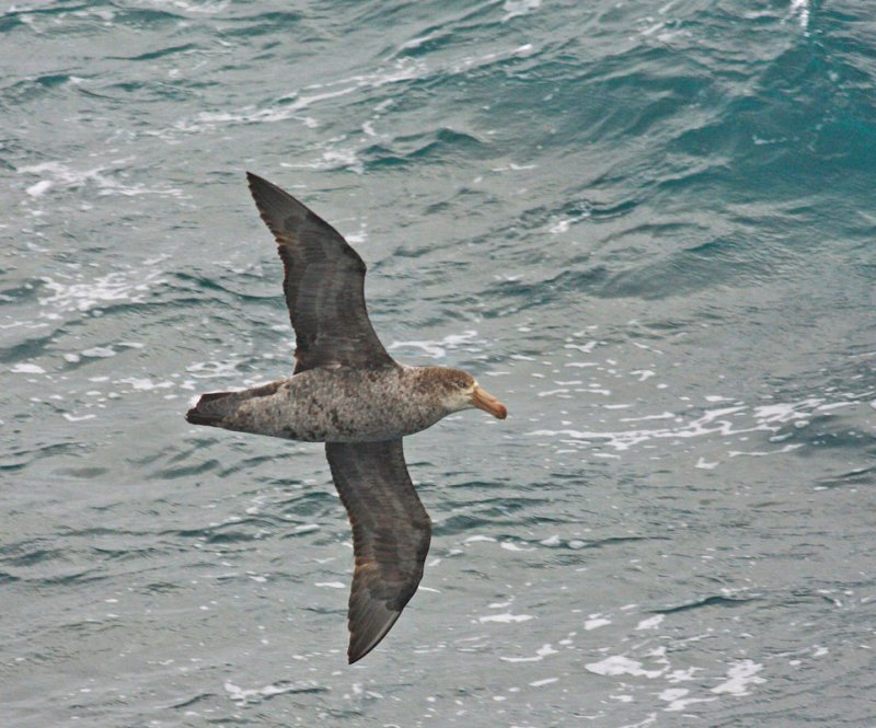 Northern Giant Petrel, adult
