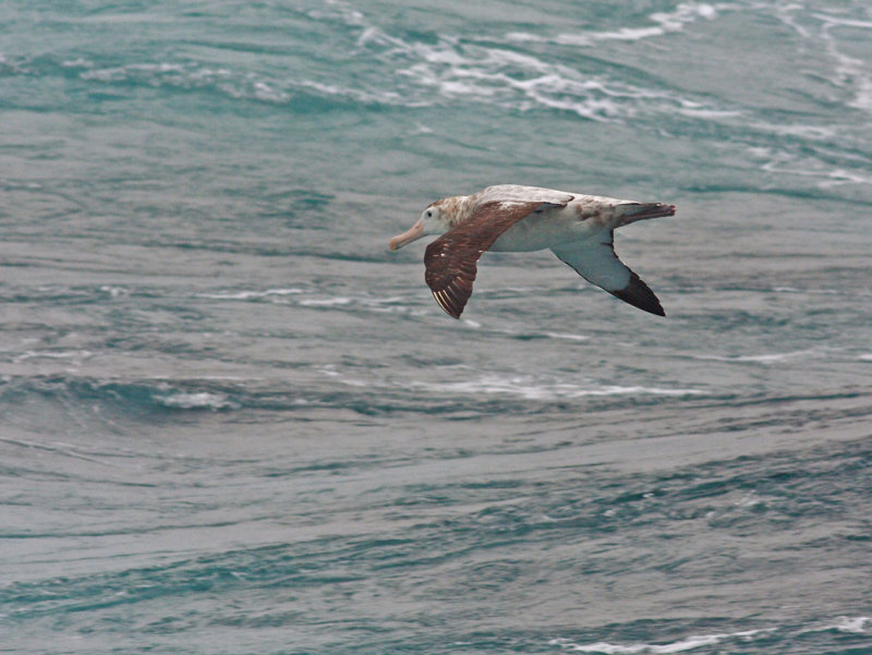 Wandering Albatross, probably adult female