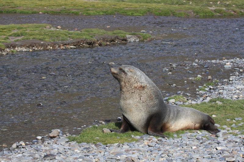 Adult bull Fur Seal