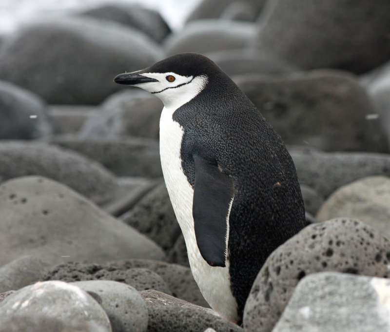 Chinstrap Penguin