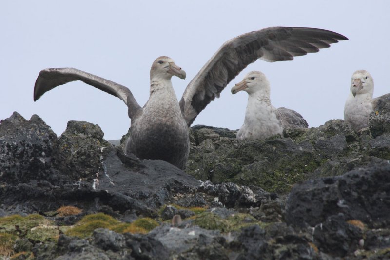 Southern Giant Petrels