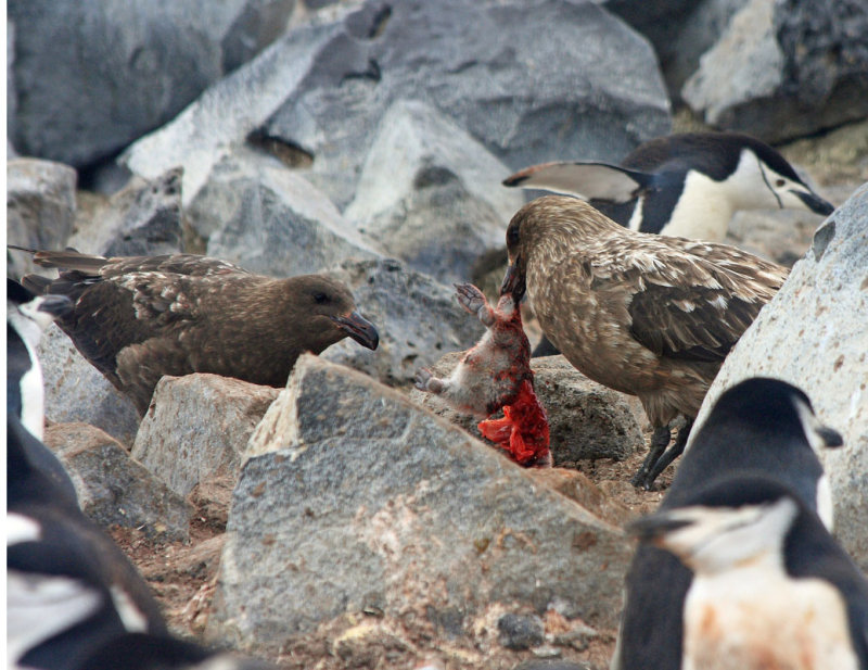 Subantarctic Skuas tear apart a Chinstrap chick