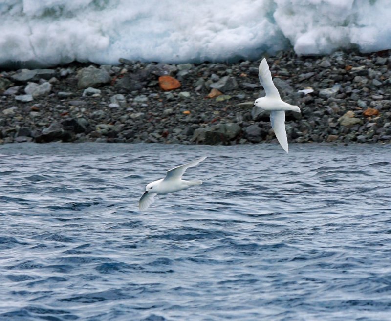 Snow Petrels