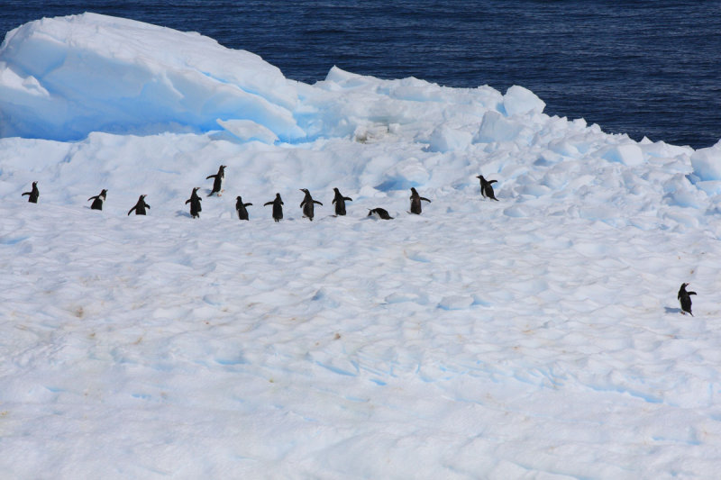 Wait for me! - Gentoo Penguins on iceberg
