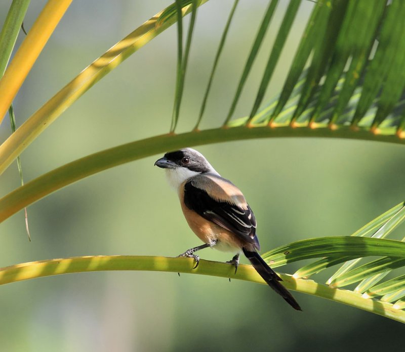 Long-tailed Shrike