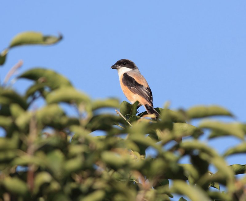 Long-tailed Shrike