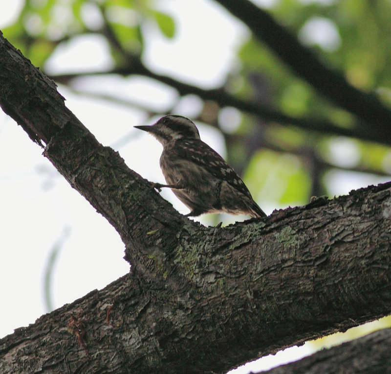 Sunda Pygmy Woodpecker