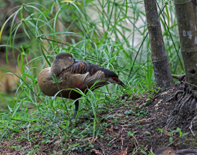 Little Whistling Duck