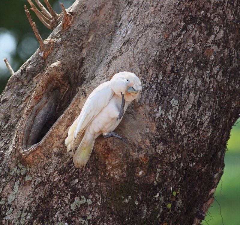 Tanimbar Corella