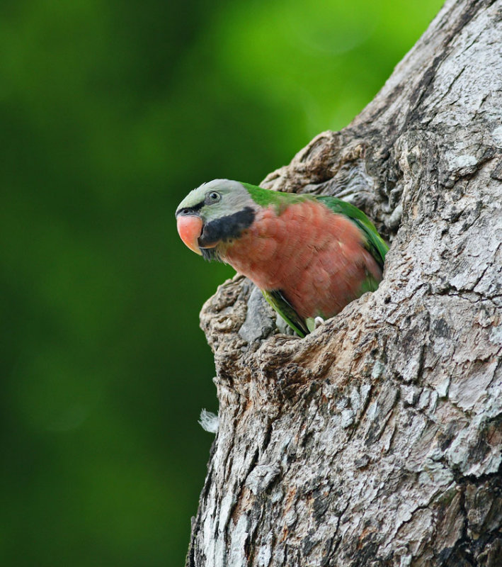 Red-breasted Parakeet, Male