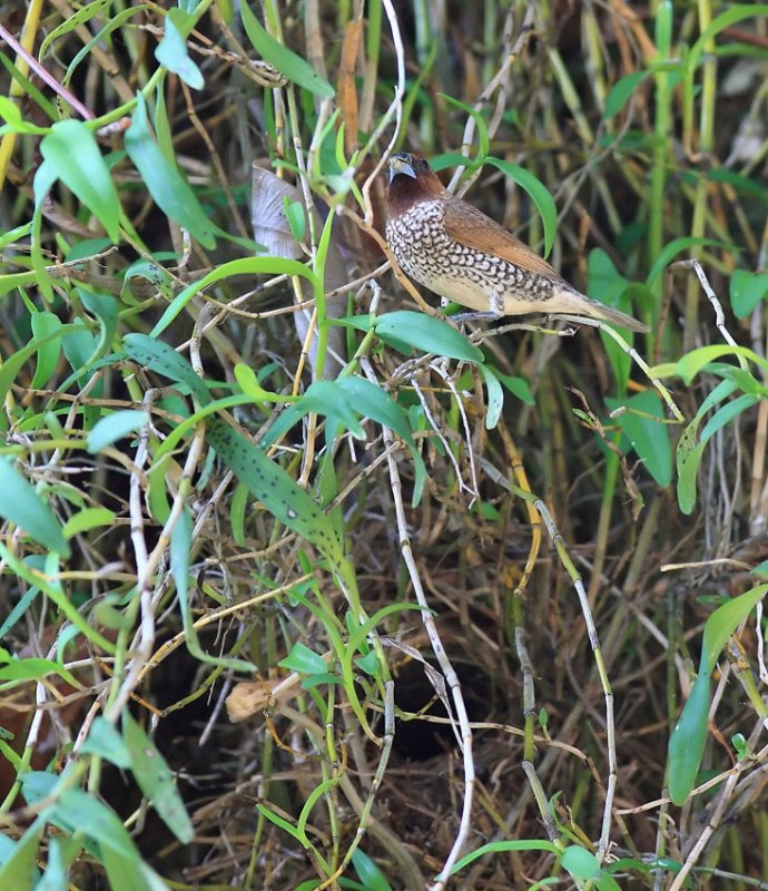 Scaly-breasted Munia by nest