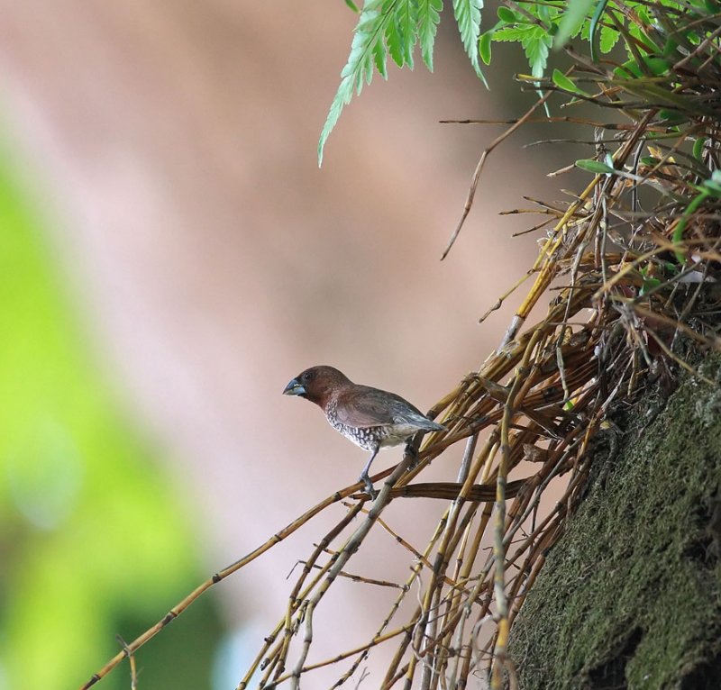 Scaly-breasted Munia