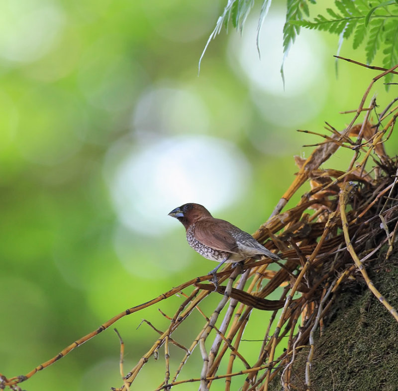 Scaly-breasted Munia