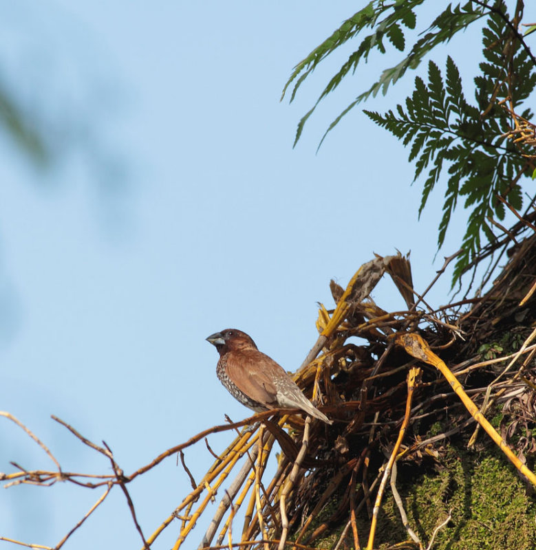 Scaly-breasted Munia