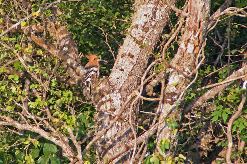 Common Hoopoe