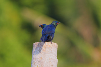 Asian Glossy Starling