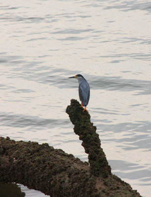 Little Heron