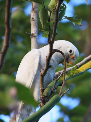 Tanimbar Corella